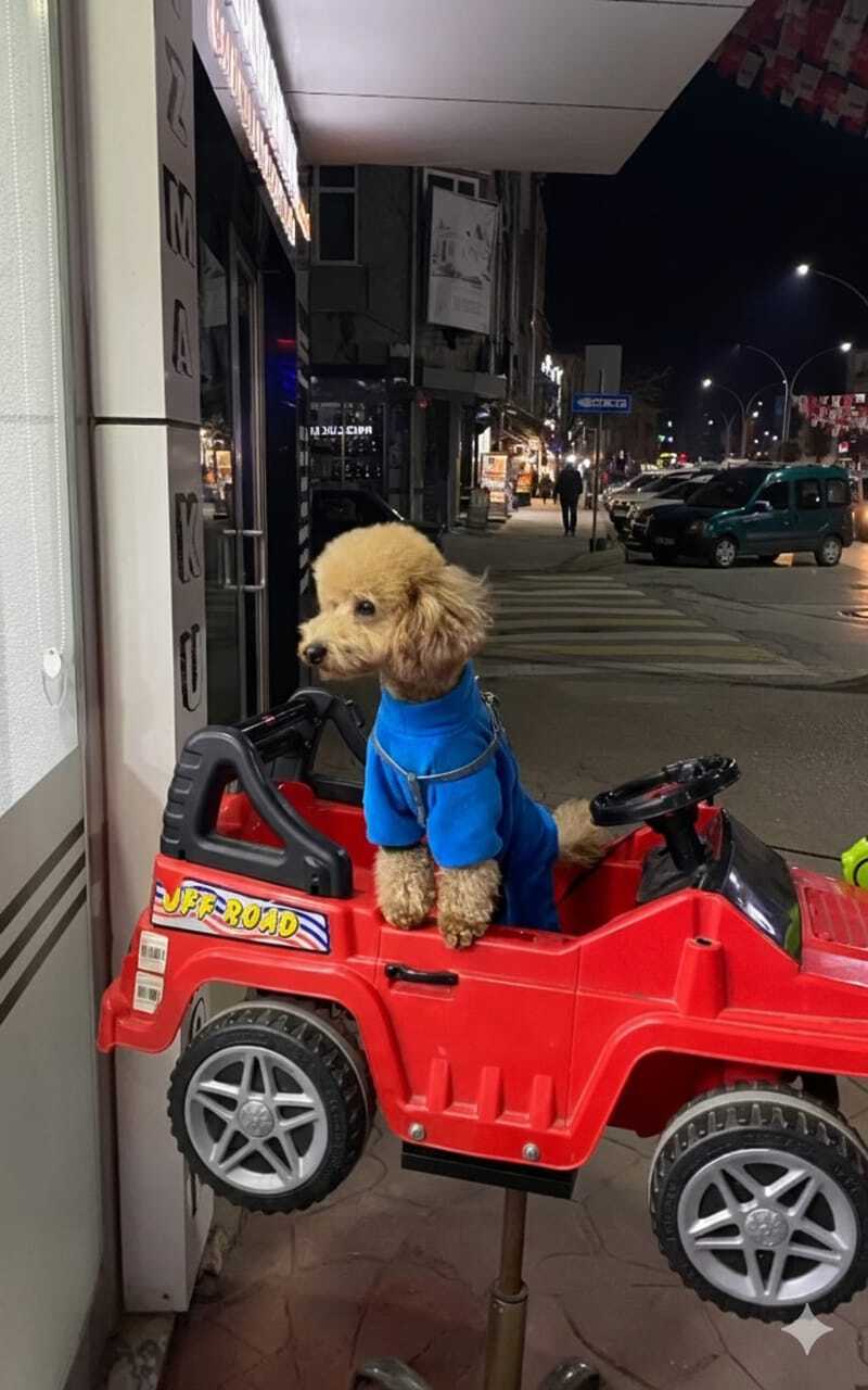 Mutlu pati anı